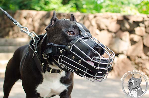 Amstaff wire basket muzzle with nose padding with nickel plated fittings for quality control