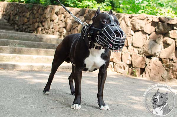 Amstaff wire cage muzzle with durable hardware for daily activity